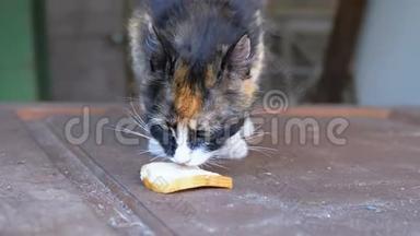 三<strong>色母</strong>猫在街上吃面包